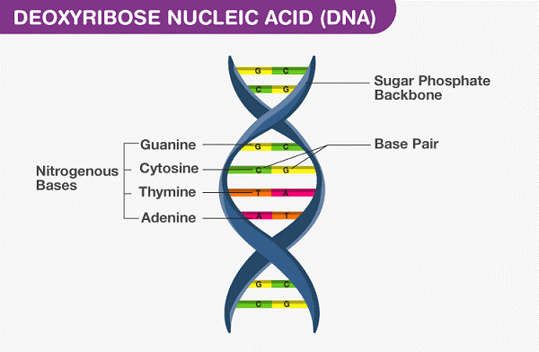 Quá trình truyền tín hiệu từ phân tử DNA -> RNA - > Protein

