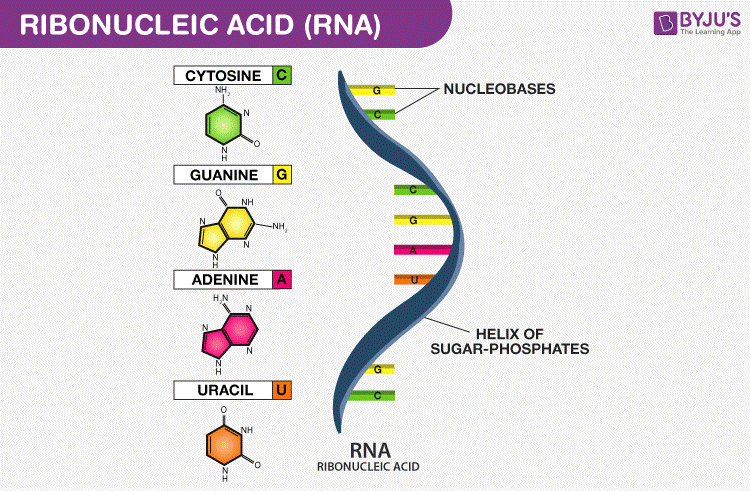 Quá trình truyền tín hiệu từ phân tử DNA -> RNA - > Protein
