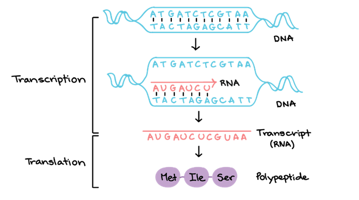 Quá trình truyền tín hiệu từ phân tử DNA -> RNA - > Protein