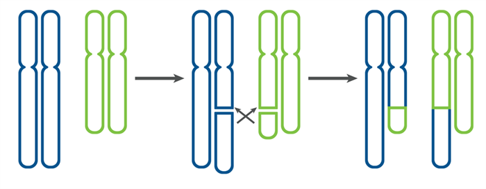 Xét nghiệm di truyền trước chuyển phôi cho bất thường cấu trúc nhiễm sắc thể