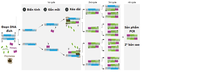 PCR