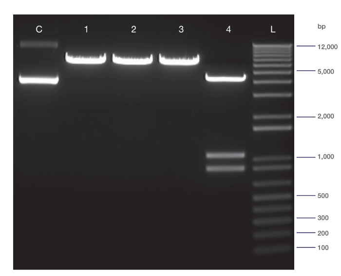 PCR