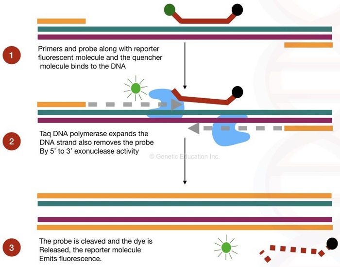 Real time PCR